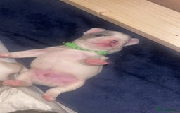 French Bulldog dogs for sale: 2 Male French Bulldog Puppies For Sale - Image 5