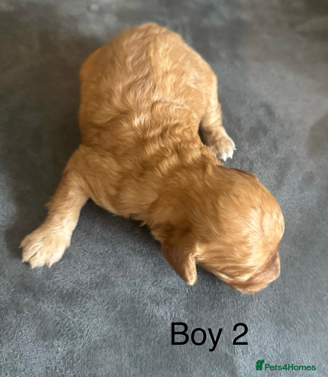 Miniature Poodle dogs for sale: Stunning miniature poodles available - Image 10