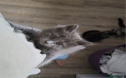 Maine Coon cats for sale: Pedigree mainecoon kittens in Newark - Image 5