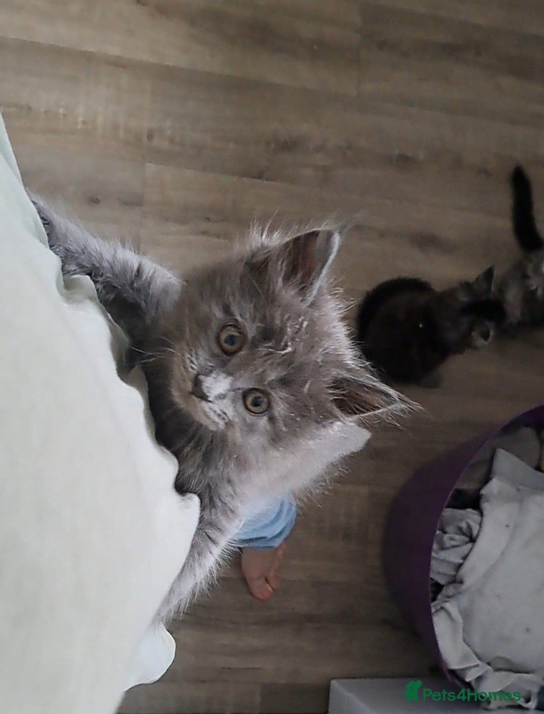 Maine Coon cats for sale: Pedigree mainecoon kittens in Newark - Image 5