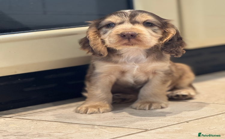 Cocker Spaniel dogs - Advert 1