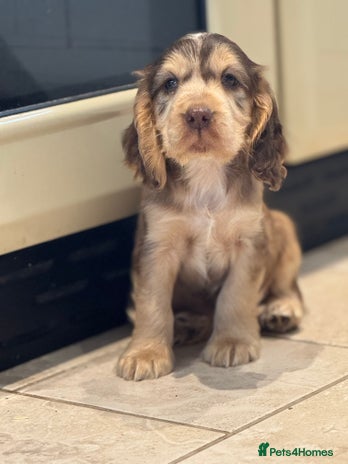 Cocker Spaniel dogs - Advert 1