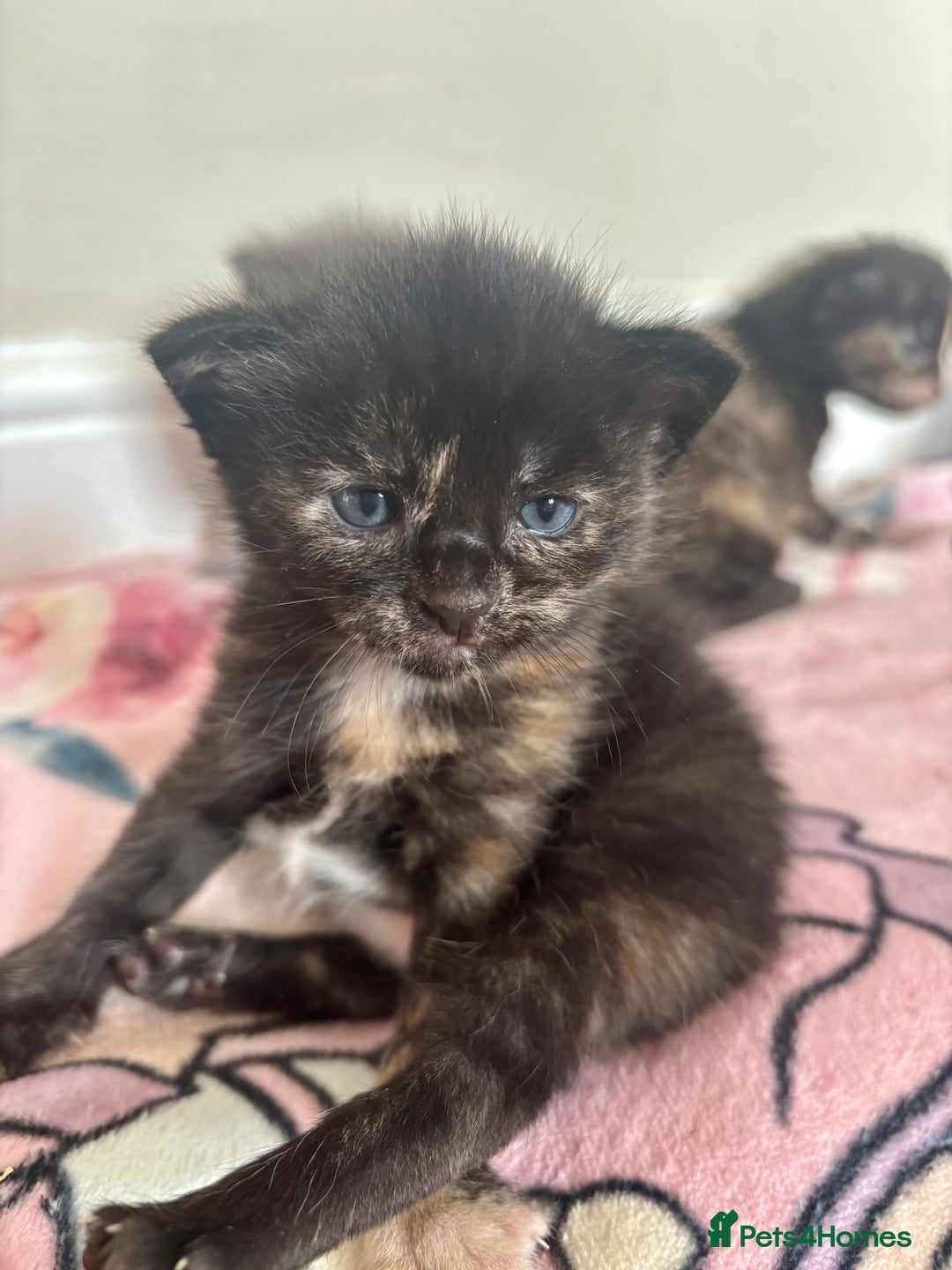 Maine Coon cats for sale: 5 bengal/maine coon kittens - Image 8
