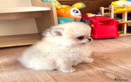Pomeranian dogs for sale: REDUCED Bridgerton Teddy Bear Faced Pomeranians - Image 6