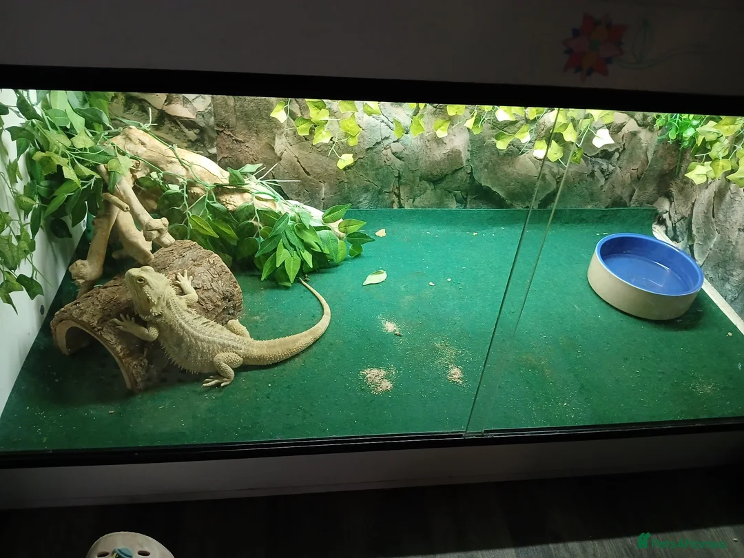 Bearded Dragon reptiles for sale: Bearded dragon and full setup  - Advert 6