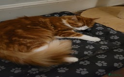 Mixed Breed cats for sale: Bonded pair of Kittens (vaccinated) - Image 10