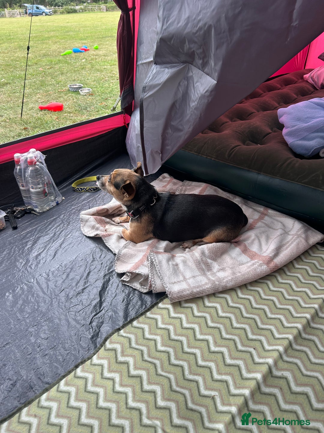 Mixed Breed dogs for sale: Selling my beautiful girl poppy - Advert 2