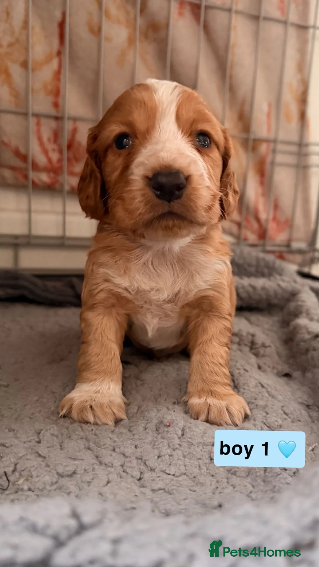 Cocker Spaniel dogs for sale: Quality working Cocker Spaniel puppies - Advert 7