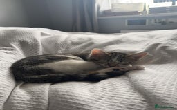 Mixed Breed cats for sale: Cat for sale  - Image 2