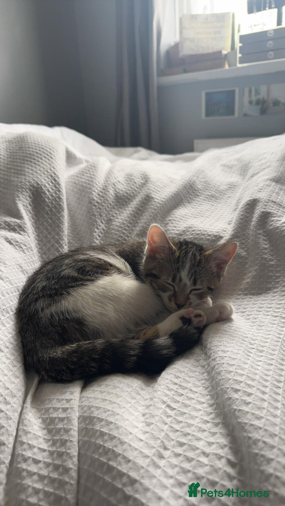 Mixed Breed cats for sale: Cat for sale  - Image 2
