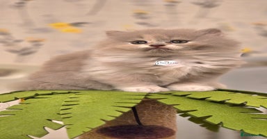 British Shorthair cats 🏆 GCCF Registered British Shorthairs/Longhairs  - Advert 3