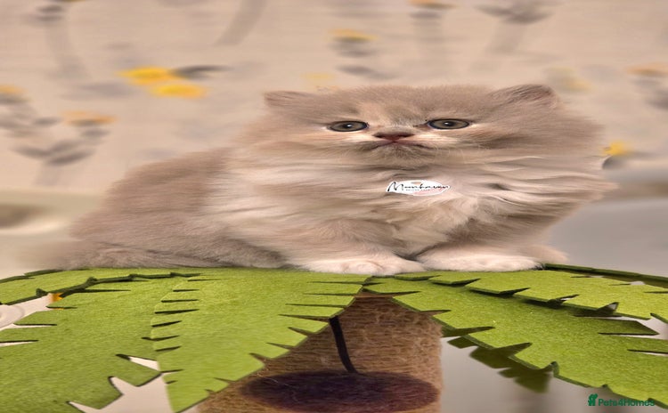 British Shorthair cats - Advert 10