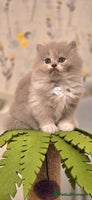 British Shorthair cats 🏆 GCCF Registered British Shorthairs/Longhairs - Advert 3