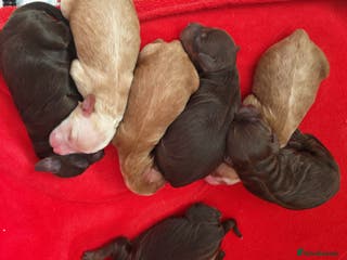 Cockapoo dogs Cockapoos F1 DNA Health tested patents - Advert 3