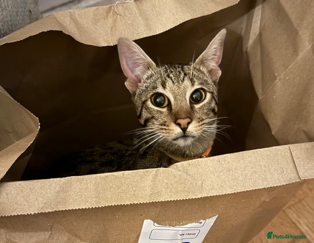 Savannah cats for sale: Gorgeous male F6 Savannah for sale - Advert 14