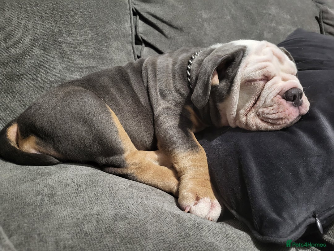 Olde English Bulldogge dogs for sale: Olde English Bulldog Female  - Advert 2