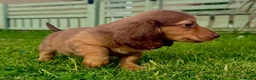 Miniature Dachshund dogs for sale: Red long hair miniature daschund puppies - Advert 8