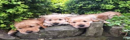 Golden Retriever dogs for sale: Beautiful litter of Golden Retriever puppies 🐶  - Advert 22