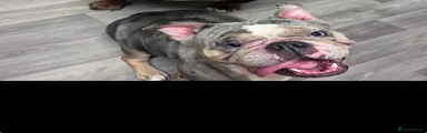 English Bulldog 2