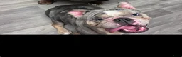 English Bulldog dogs for sale: Chocolate & White Bulldog & Blue Merle  - Advert 2