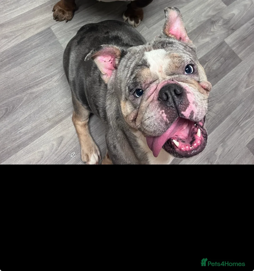 English Bulldog dogs for sale: Chocolate & White Bulldog & Blue Merle  - Advert 2
