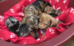 Miniature Dachshund dogs for sale: Miniature dachshund puppies - Image 1
