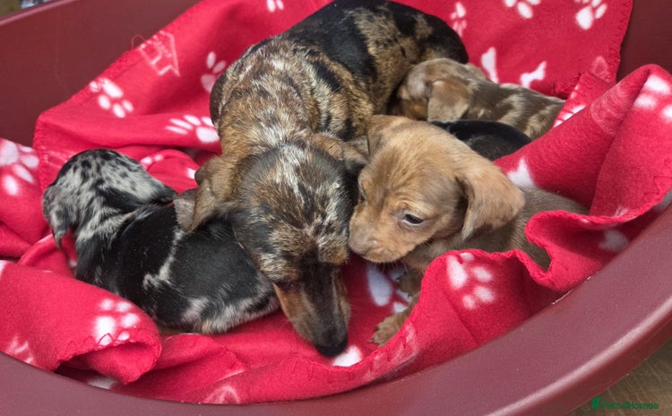 Miniature Dachshund dogs - Advert 2