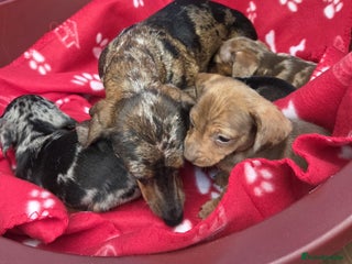 Miniature Dachshund dogs - Advert 30