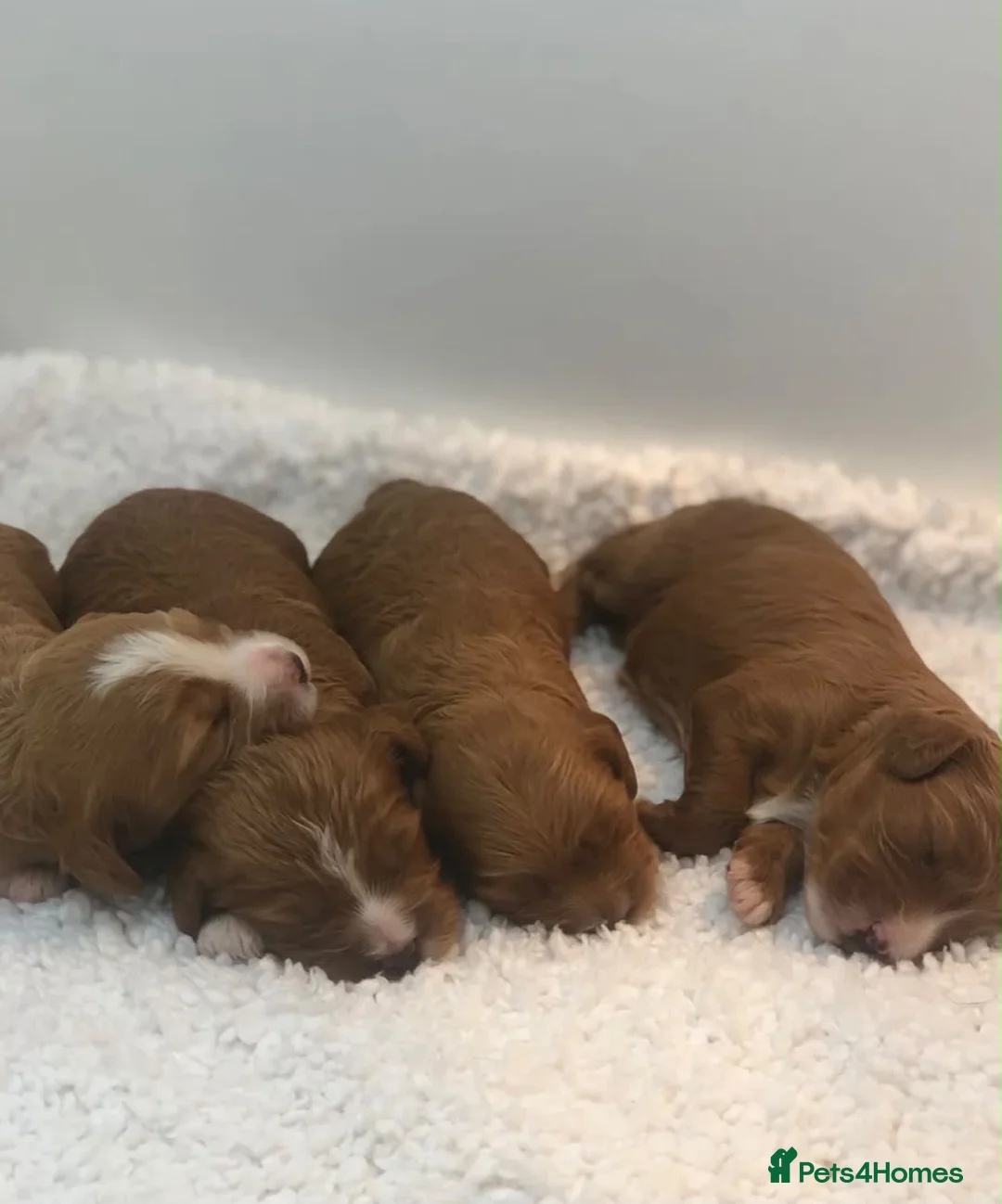Cavapoo dogs for sale: F1 cavapoo available  - Advert 2