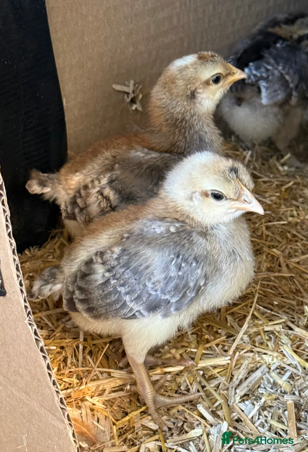 Chickens poultry for sale: Cream Crested Legbar Chicks (male) in Wedmore - Advert 1