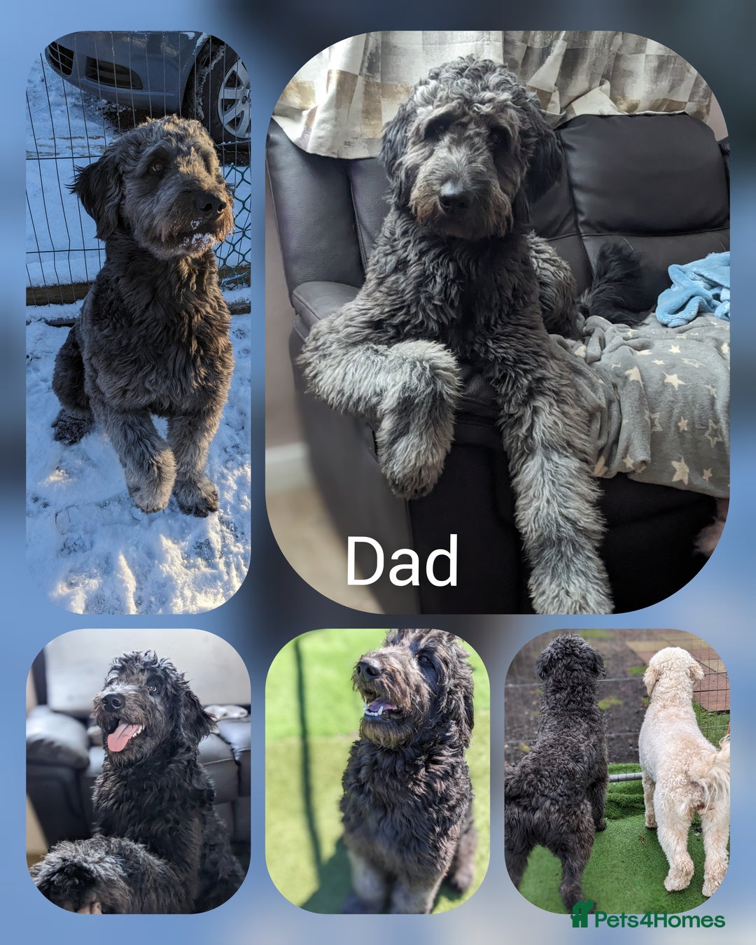 Goldendoodle dogs for stud: Frankie for stud only.   - Image 6