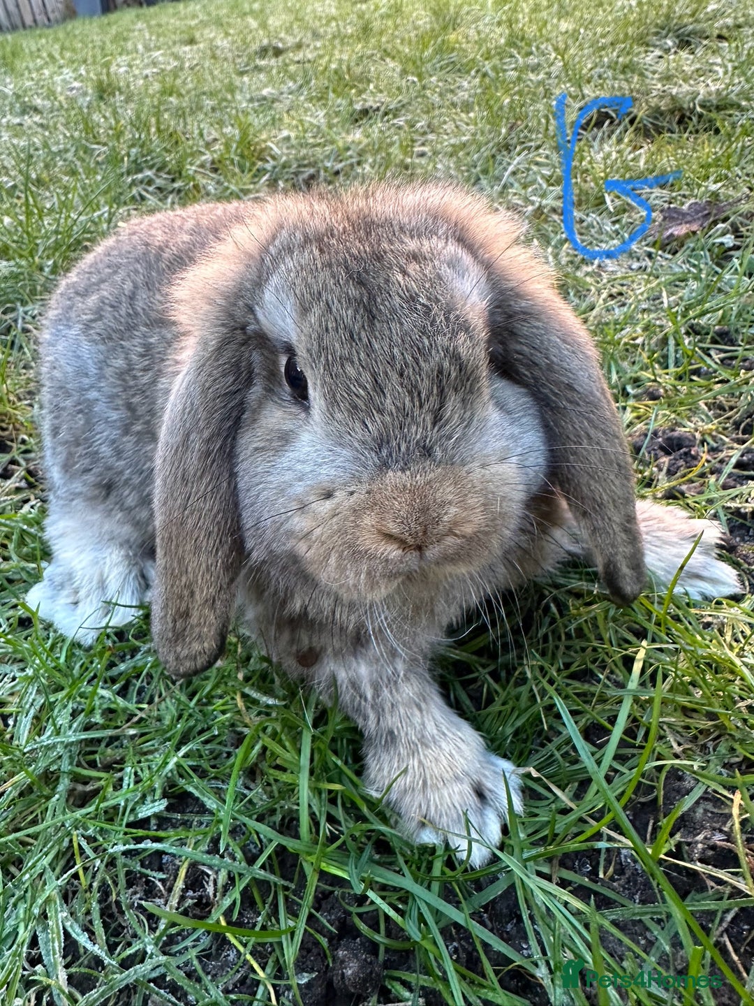 Mini Lop rabbits for sale: Mini Lop Rabbits  - Advert 12