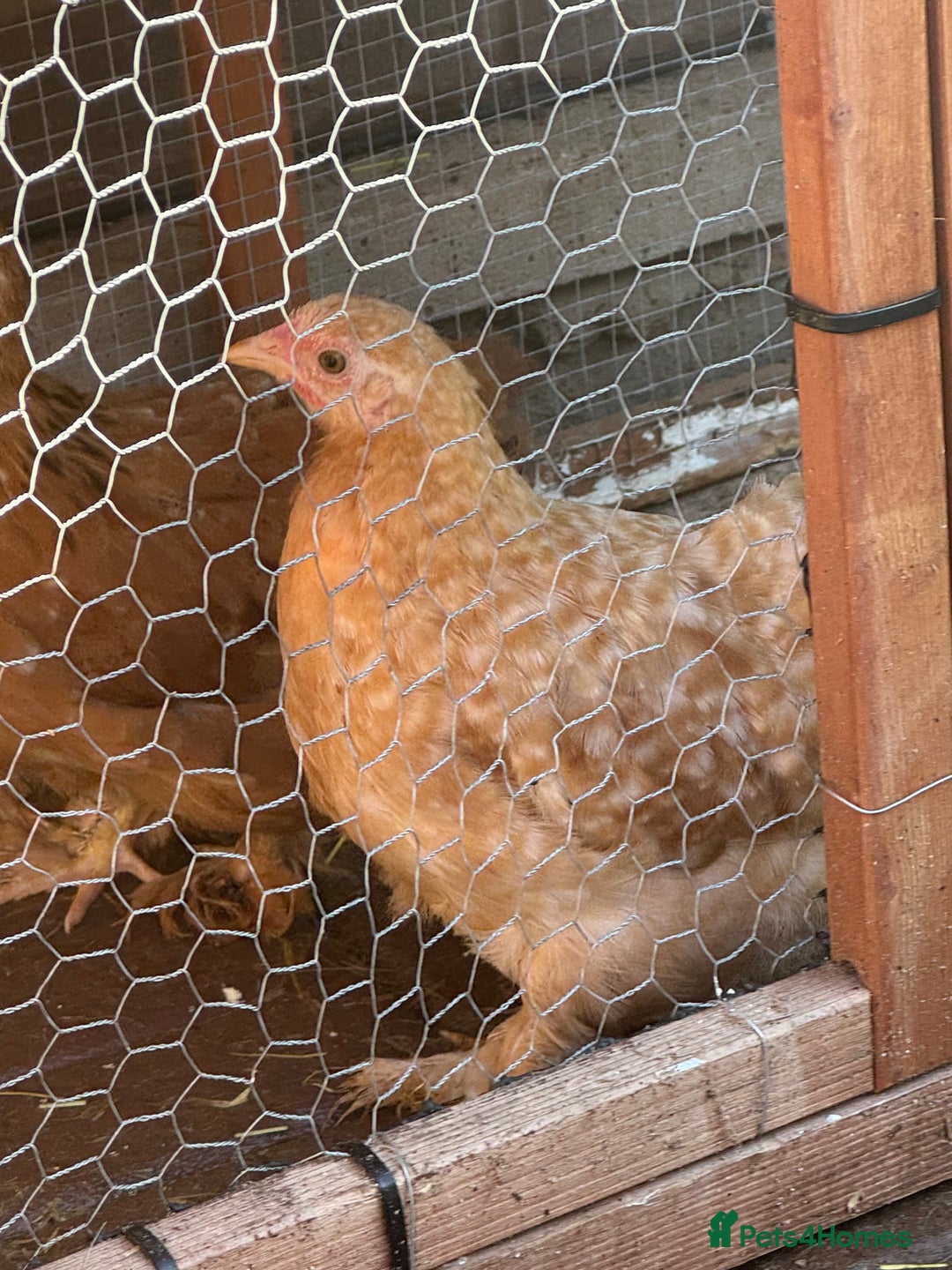 Chickens poultry for sale: Peckin bantams - Image 4