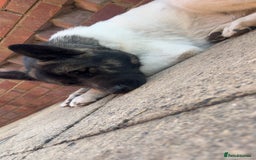 Akita dogs for sale: akita puppies  - Image 2