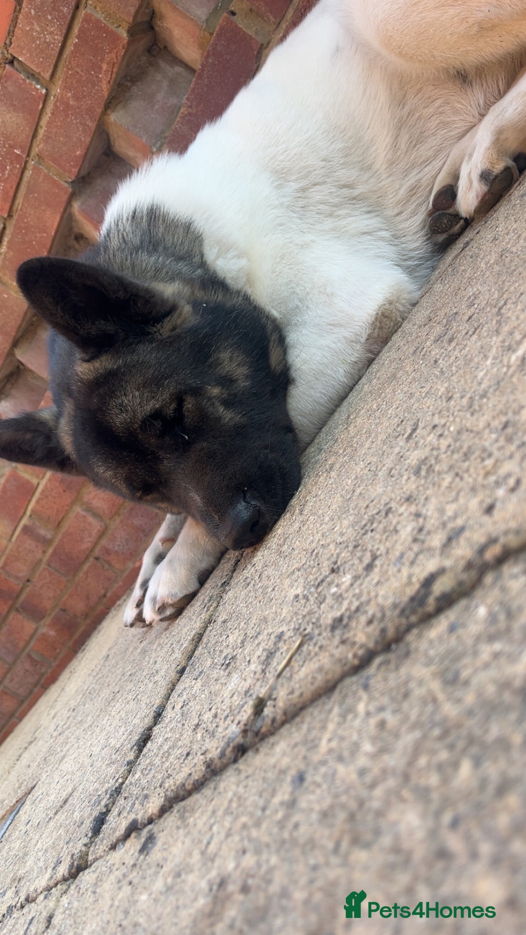 Akita dogs for sale: akita puppies  - Image 2