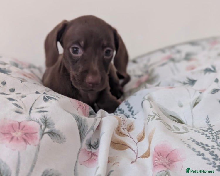 Miniature Dachshund dogs Miniature dachshund puppies  - Advert 6