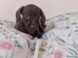 Miniature Dachshund dogs Miniature dachshund puppies - Advert 6