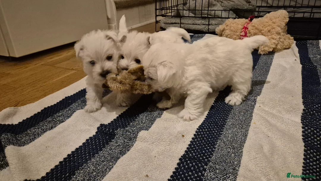 West Highland Terrier dogs for sale: 3 gorgeous Westie boys - "Ron, Fred & George" - Advert 2