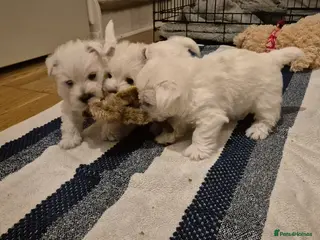 West Highland Terrier dogs 3 gorgeous Westie boys - "Ron, Fred & George" - Advert 13