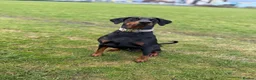 Dobermann dogs for sale: Dobermans for sale - Advert 3