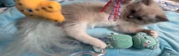 Ragdoll cats for sale: Beautiful Blue Point Mitted Ragdoll Boy - Advert 13