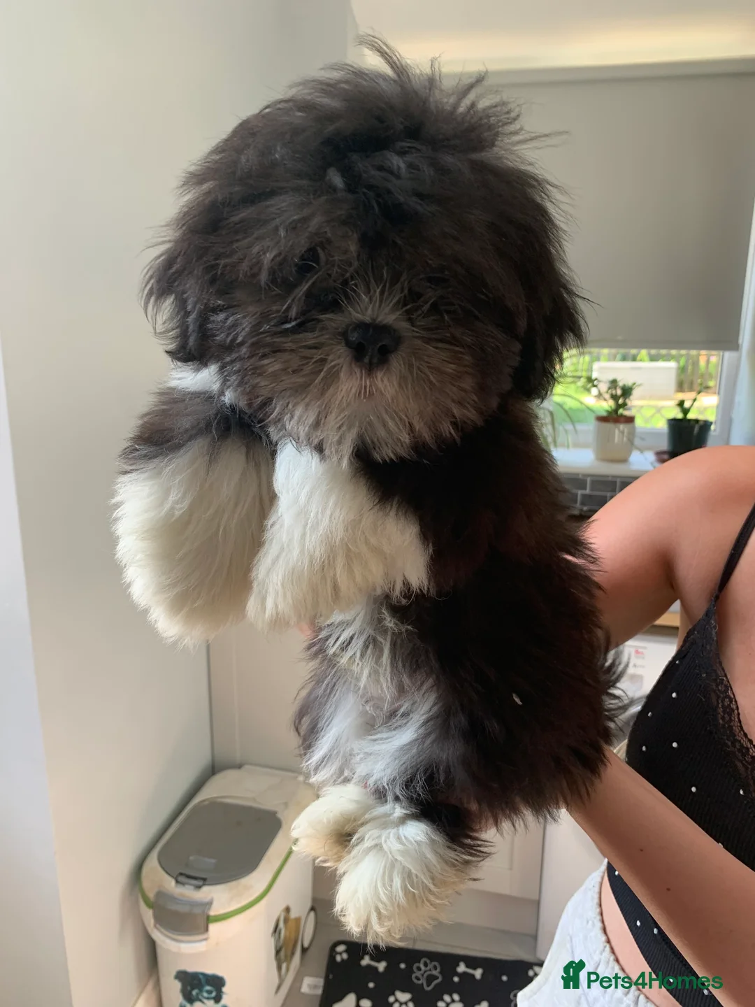 Lhasa Apso dogs for sale: Beautiful Lhasa boys for sale - Advert 2