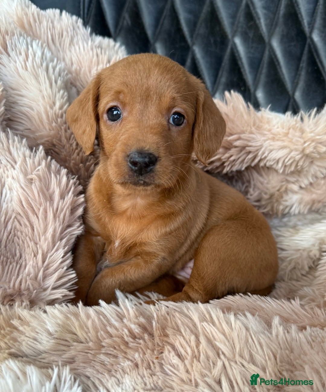 Mixed Breed dogs for sale: Daxipoo pups  - Advert 3