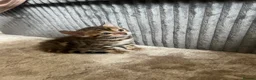 Bengal cats for sale: 🐾 Beautiful Bengal Kittens 🐾 - Advert 29