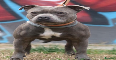 Staffordshire Bull Terrier dogs in Wisbech - Advert 16