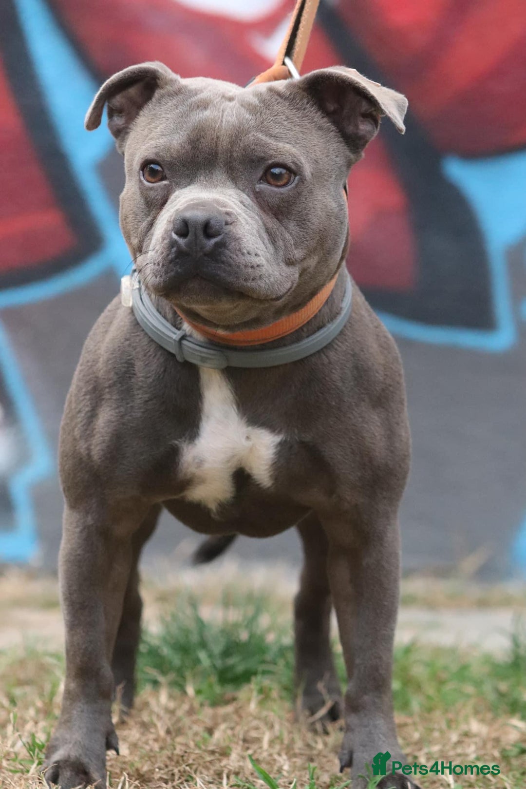 Staffordshire Bull Terrier dogs for stud: Grand champion 5⭐️LICENSED KENNEL in Wisbech - Advert 2