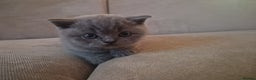 British Shorthair cats for sale: Georgous British shorthair kittens litter of 5 !   - Advert 4