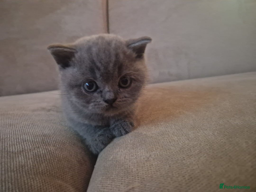 British Shorthair cats for sale: Georgous British shorthair kittens litter of 5 !   - Advert 4