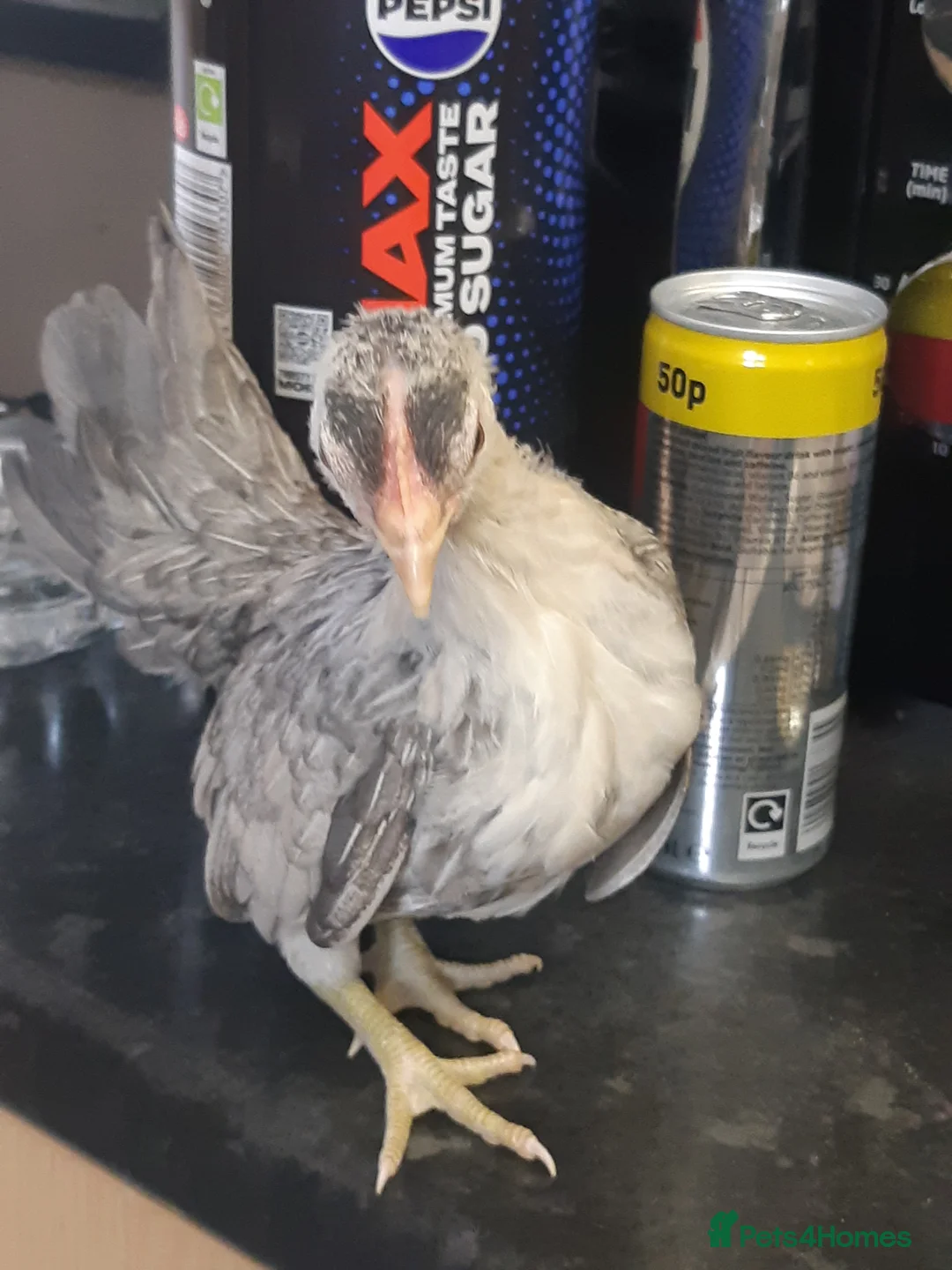 Chickens poultry for sale: Serama Bantams  - Advert 8