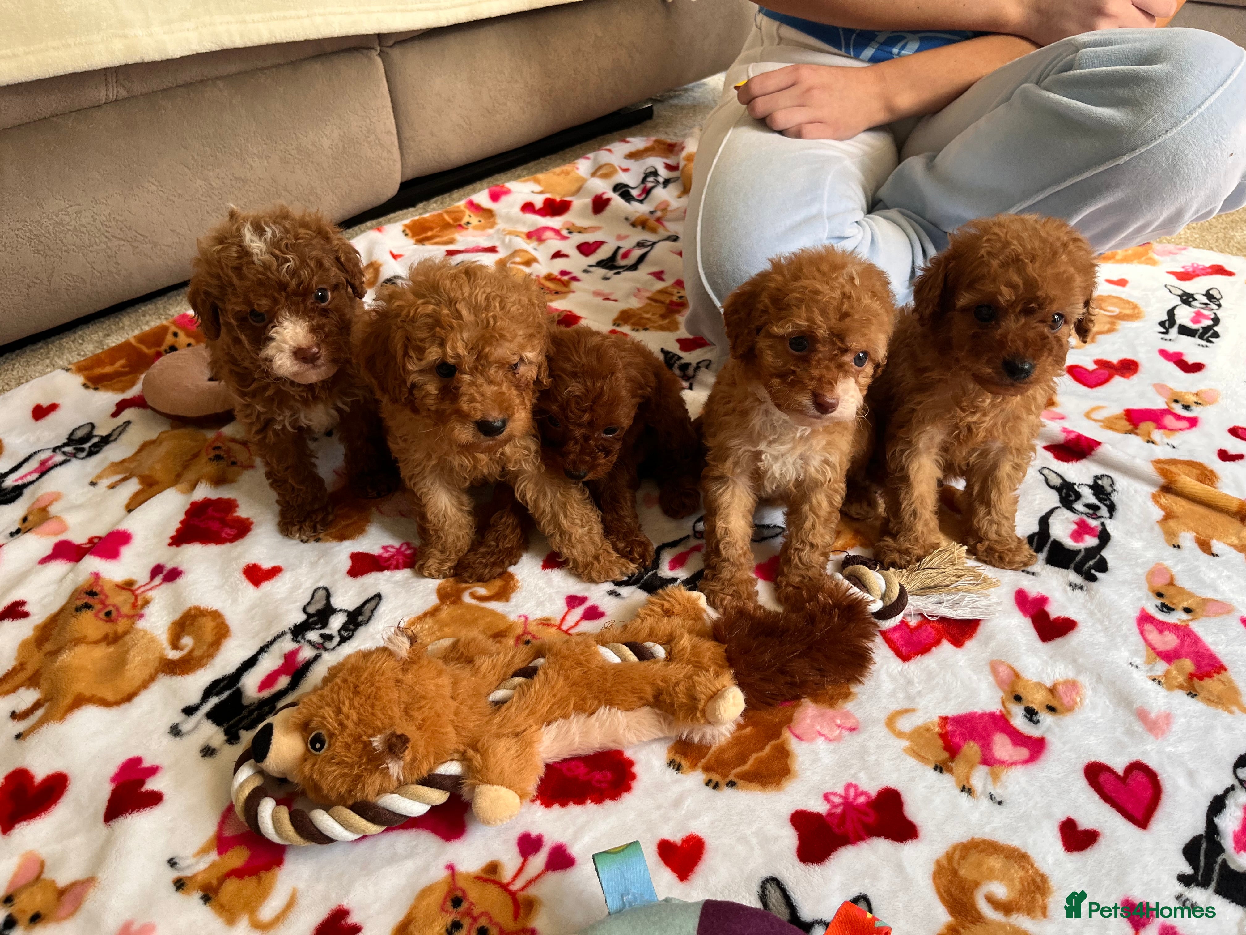 Cavapoo dogs Red Cavapoo pups - Advert 5